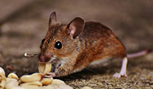 24 Hour & Emergency Exterminators in Black Mountain, NC